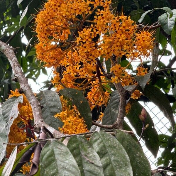 Saraca indica Flower