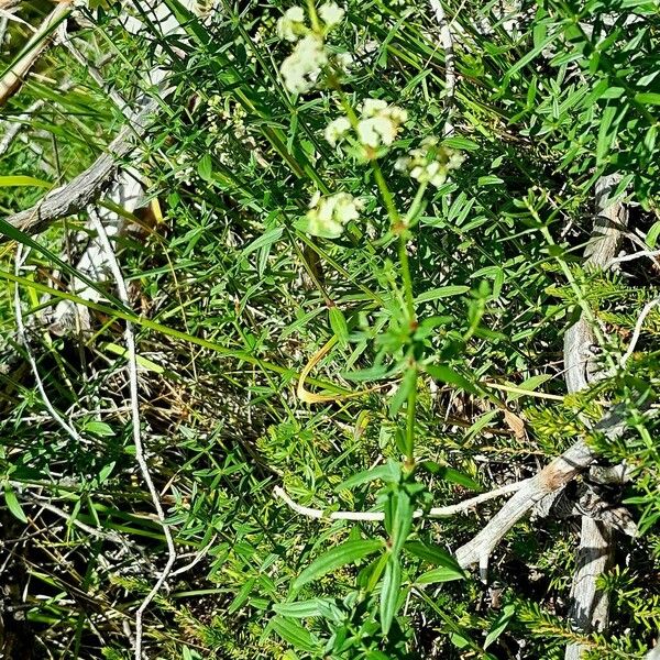 Galium boreale 形態