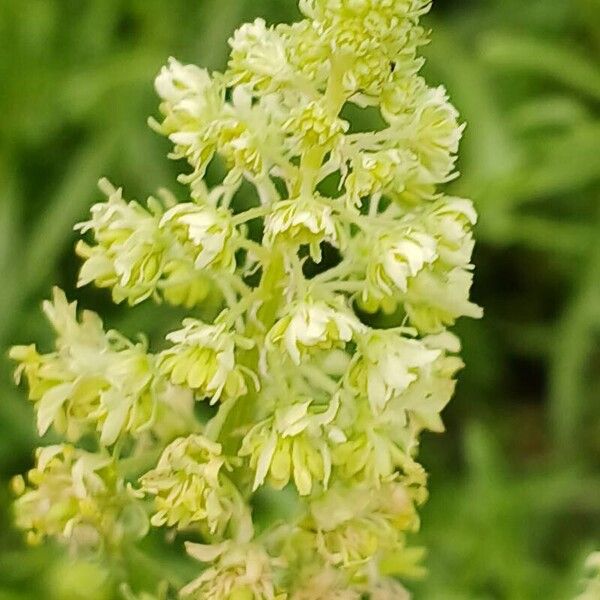 Reseda lutea 花