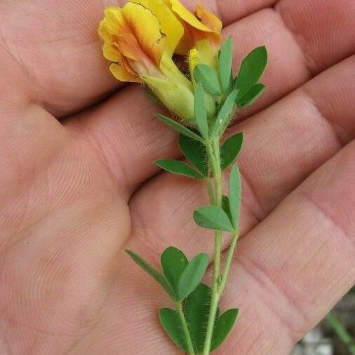 Chamaecytisus hirsutus Лист