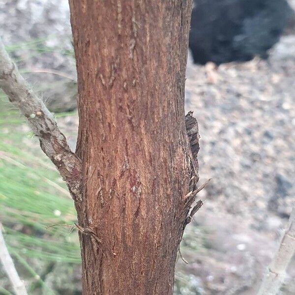 Cistus symphytifolius 树皮