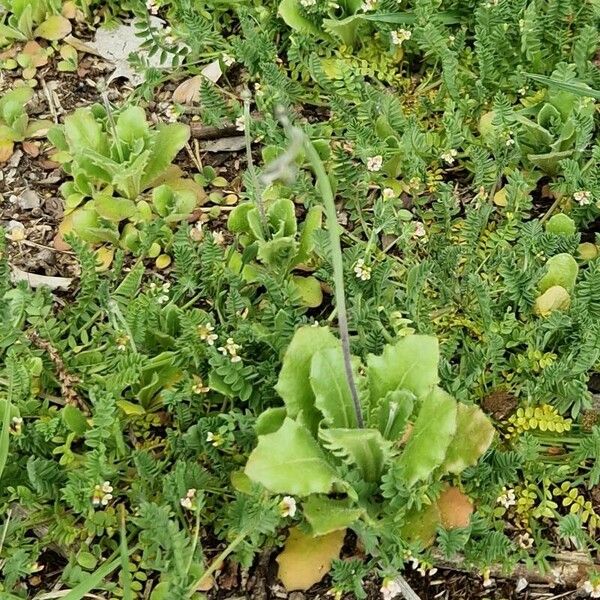 Arnoseris minima Leaf