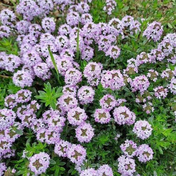 Thymus longicaulis Flower