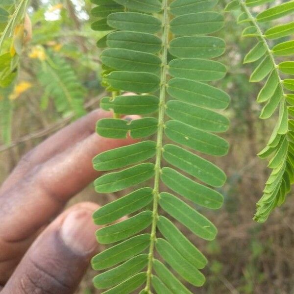 Tamarindus indica 葉