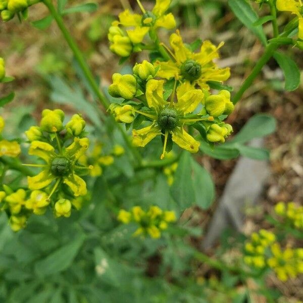 Ruta graveolens Flower