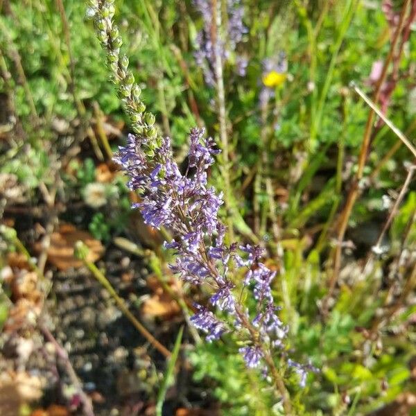 Nepeta nuda Blomst