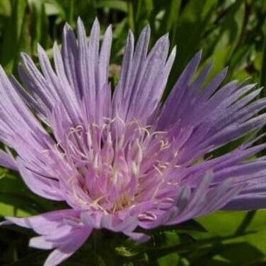 Stokesia laevis Flors