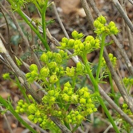 Ruta montana Flower