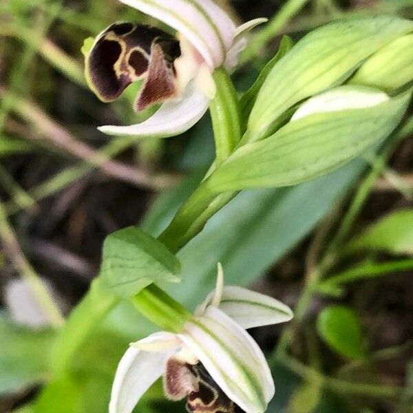 Ophrys holosericea Flower