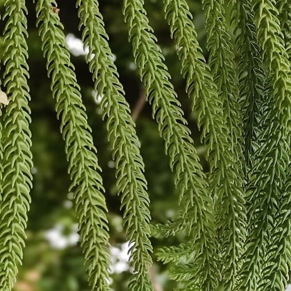 Araucaria heterophylla Foglia