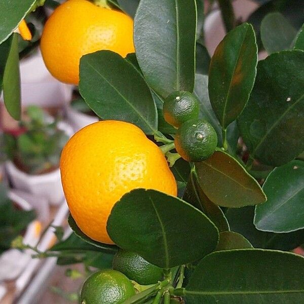 Osservazione: Citrus × aurantium L. (Chérif-Jacques Allali 2 apr 2024 ...