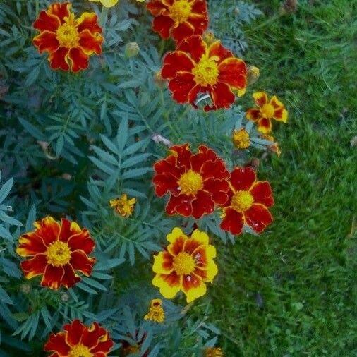 Tagetes erecta عادت