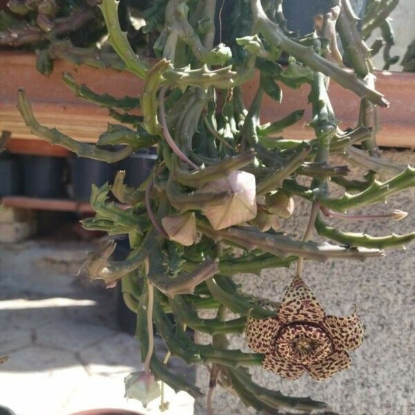 Orbea variegata Floro