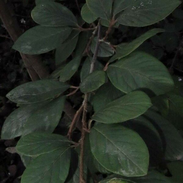 Cotoneaster coriaceus ᱥᱟᱠᱟᱢ