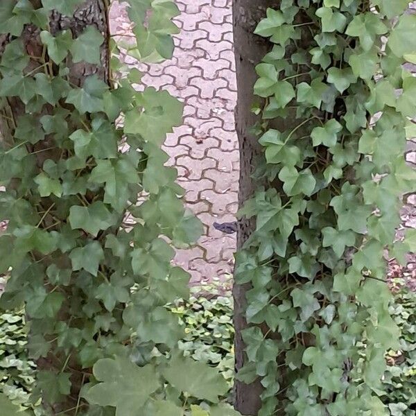 Hedera canariensis Costuma