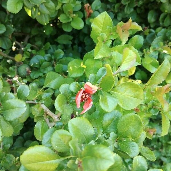 Chaenomeles japonica Leaf