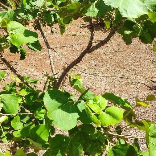 Erythrina madagascariensis Φύλλο