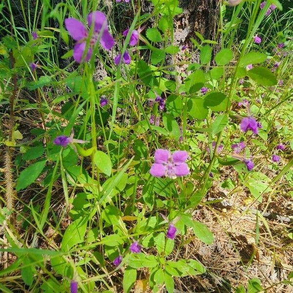 Clarkia rhomboidea Autre