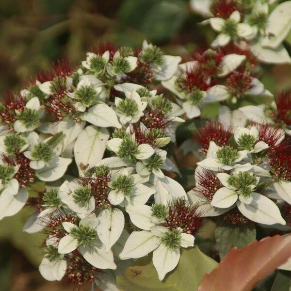 Combretum racemosum Floro