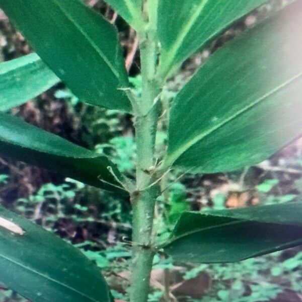 Arundinaria gigantea Other