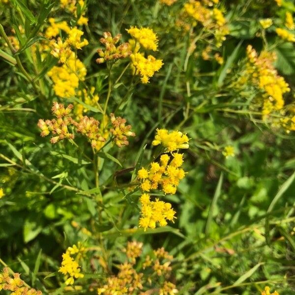 Euthamia graminifolia Květ