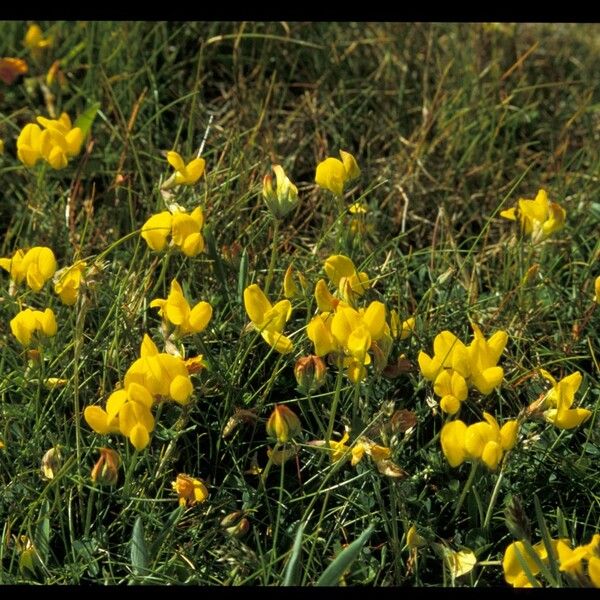 Genista radiata Flower