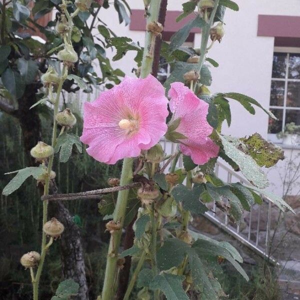 Alcea rosea Flower