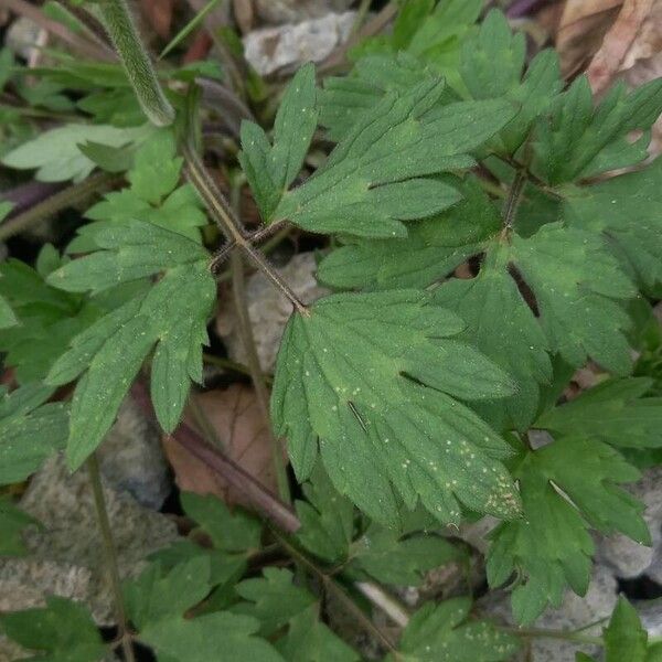 Ranunculus repens Levél