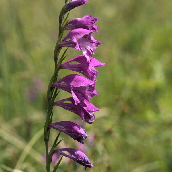 Gladiolus imbricatus फूल