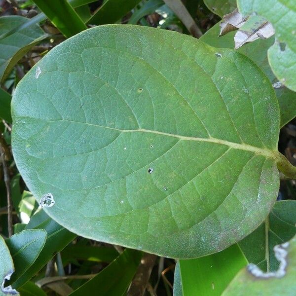 Monimia rotundifolia Leaf