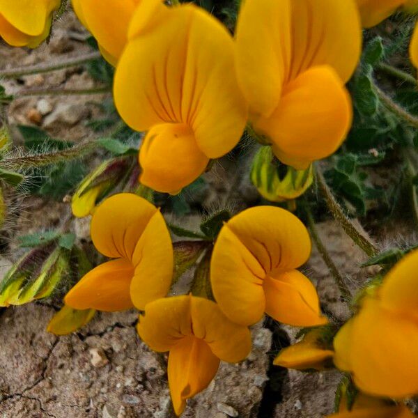 Lotus parviflorus Blüte