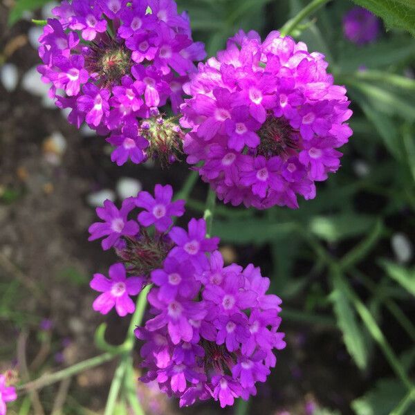 Verbena rigida Blomma