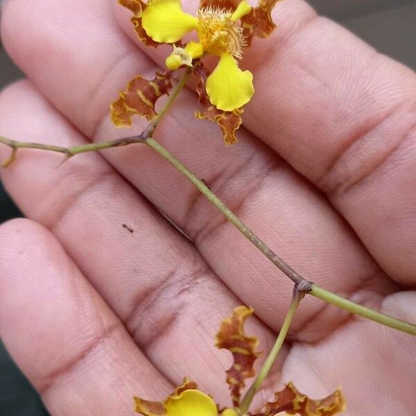 Psychopsis papilio Цветок