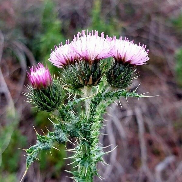 Carduus tenuiflorus Kvet