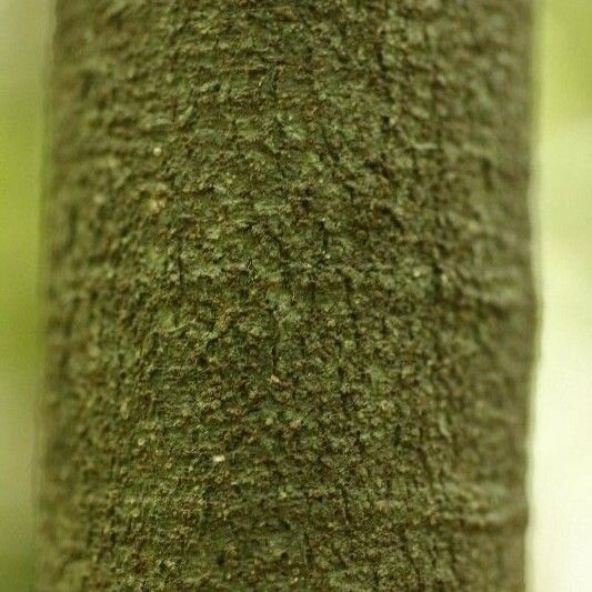 Lacmellea aculeata Bark