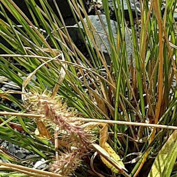 Setaria verticillata Frucht