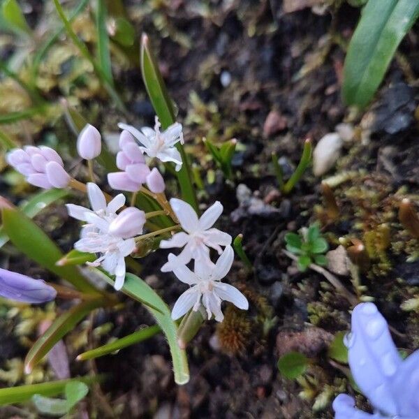 Scilla bifolia Flower