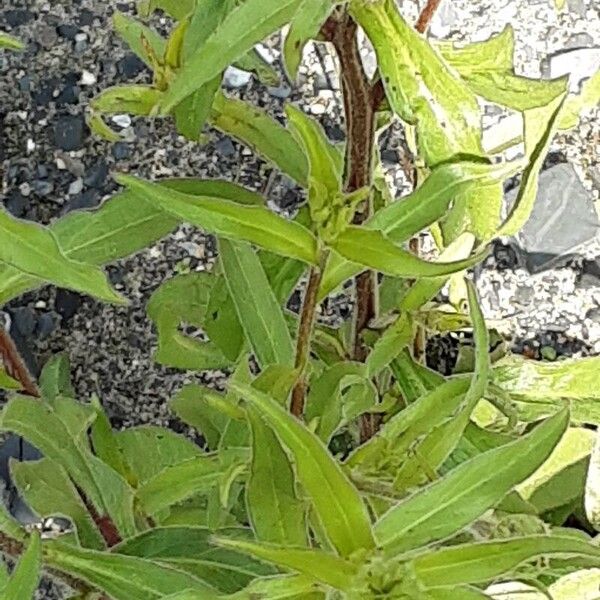 Buphthalmum salicifolium Levél