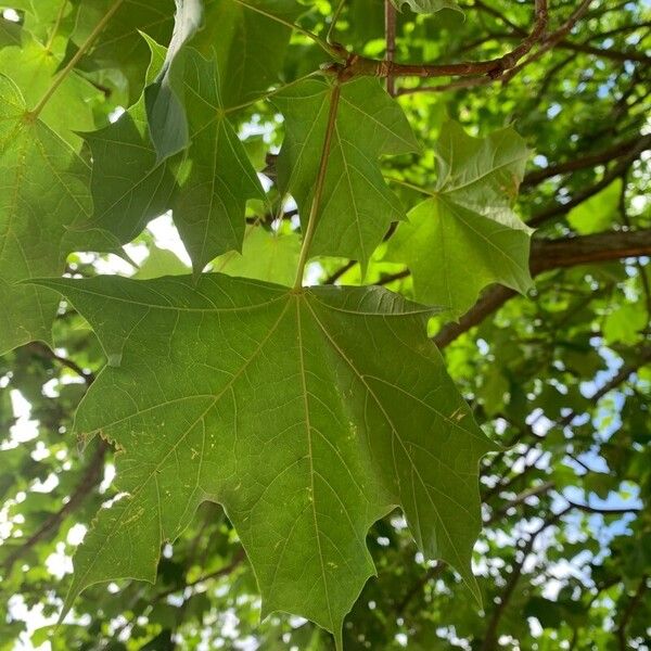 Acer platanoides Leaf