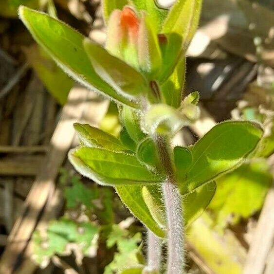 Castilleja arvensis পাতা