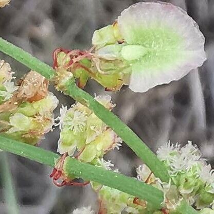 Rumex intermedius Квітка