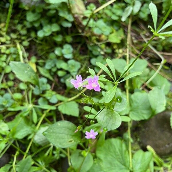 Claytonia sibirica Fleur