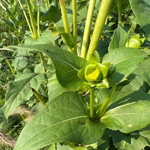 Silphium perfoliatum 其他