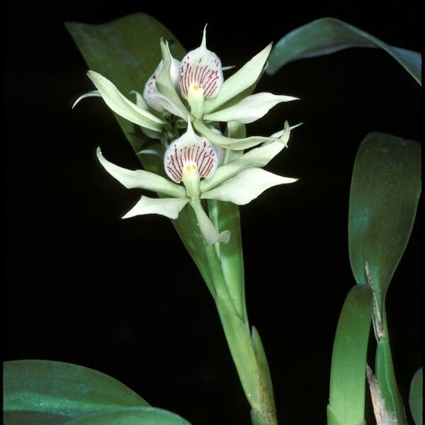 Prosthechea fragrans Blüte