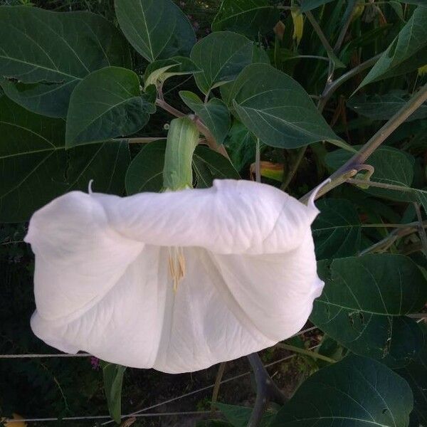 Datura innoxia Kwiat