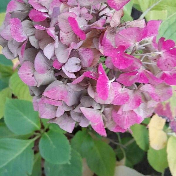 Hydrangea macrophylla Blomst