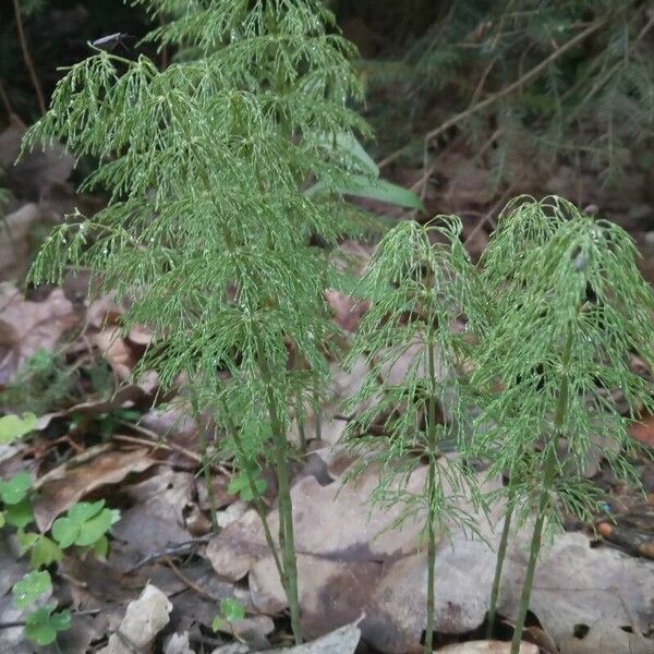 Equisetum sylvaticum Habitus