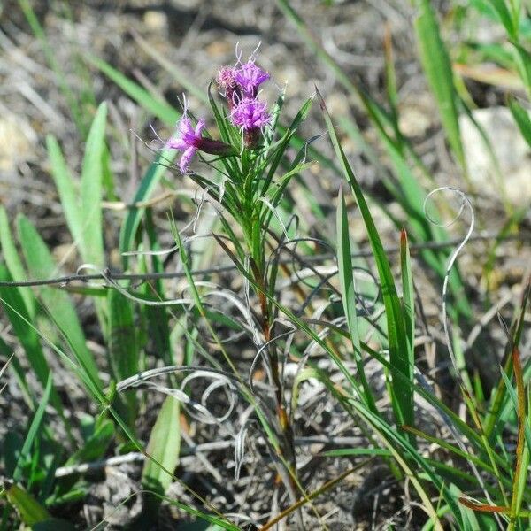 Liatris cylindracea Habit