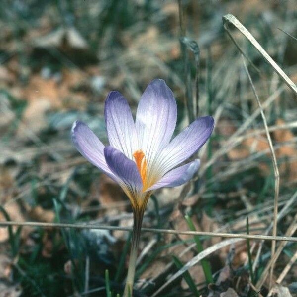 Crocus versicolor Flower