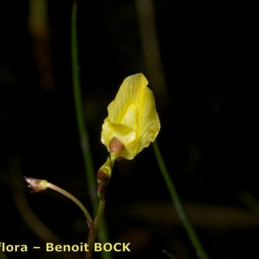 Utricularia minor Plod